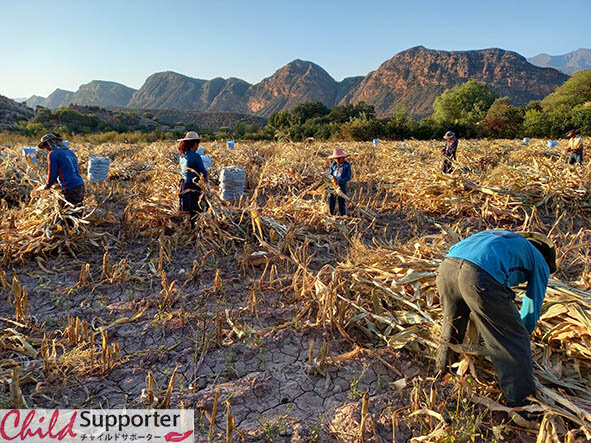 Corn harvest produced in field 3.jpg