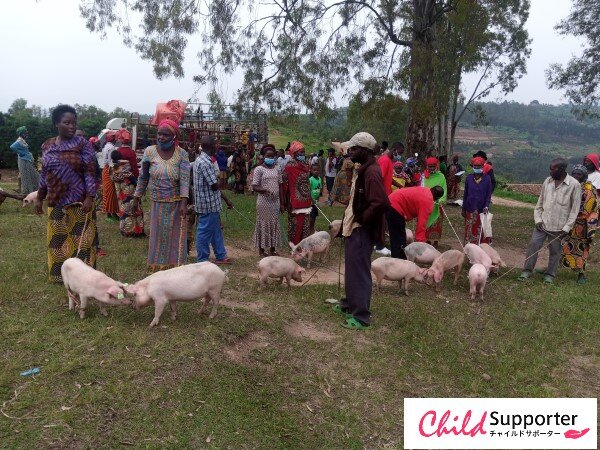 Distribution of  pigs-thumb-600x450-11022-thumb-600x450-11024.jpg