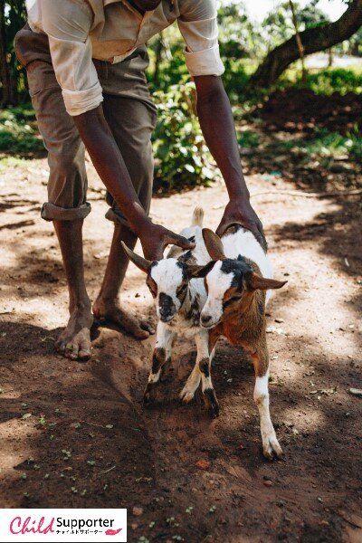 baby goats (1).jpg