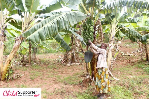 banana planting.jpg